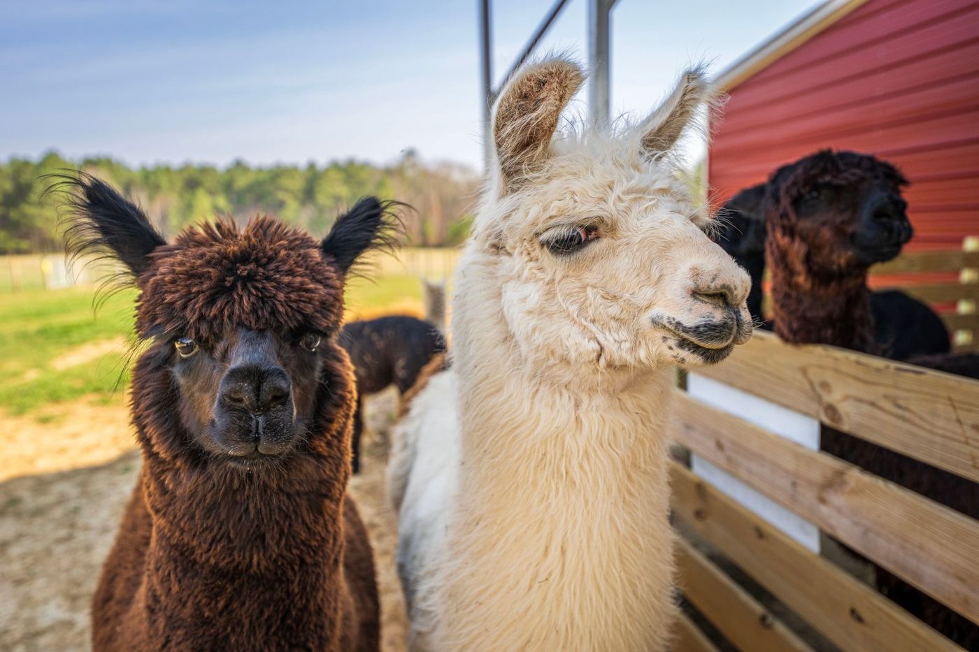 Alpaca walks at Buttercups Tearoom