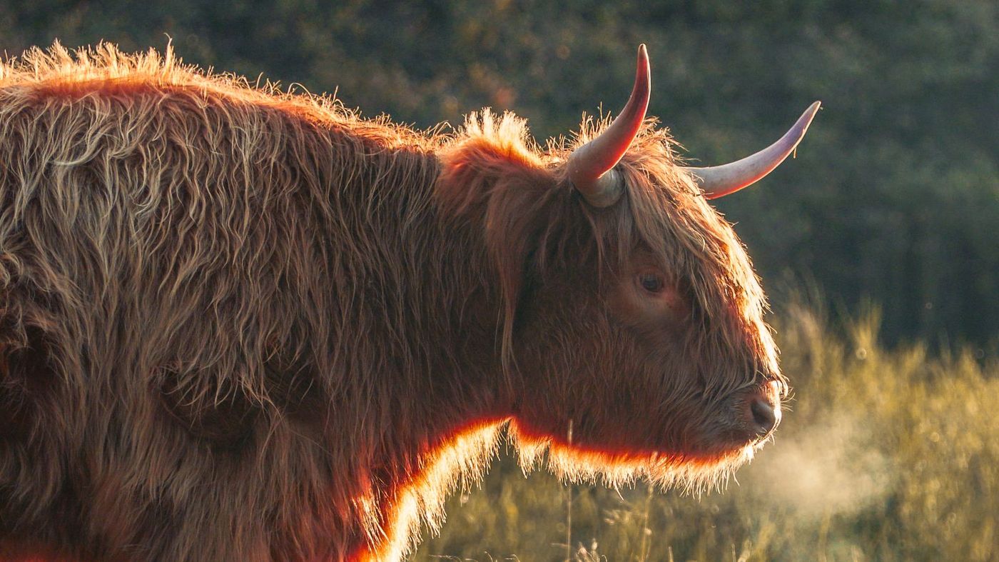 Highland cow grooming at Buttercups Tearoom